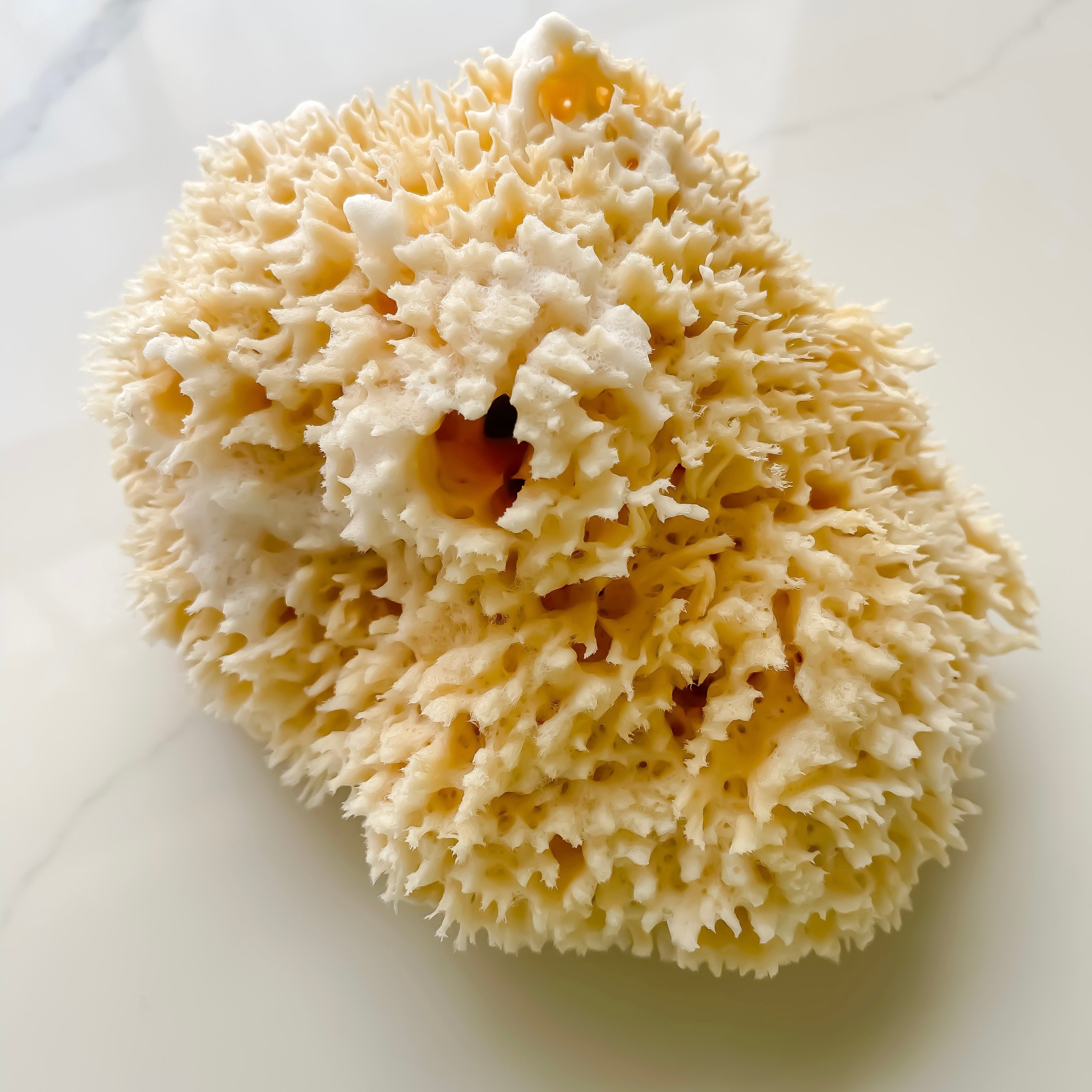 Premium Sea Wool Sponge