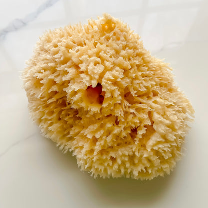 Premium Sea Wool Sponge